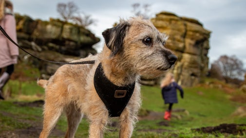 A dog on a winters day at Brimham Rocks